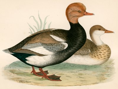 Rød Crested Whistling Andegift av Beverley R. Morris