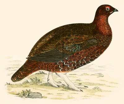 Red Grouse av Beverley R. Morris