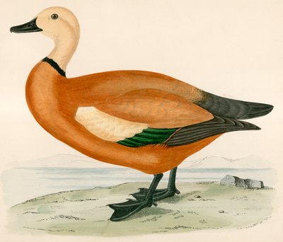 Ruddy Shieldrake av Beverley R. Morris