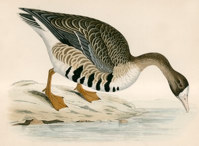 Vit gås av Beverley R. Morris