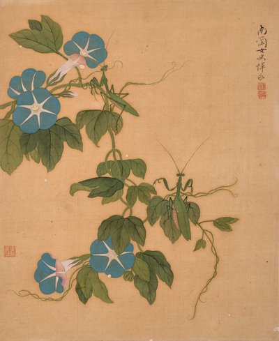 Morning Glory från Album of Flowers (tusch och färg på siden) av Bing Yun