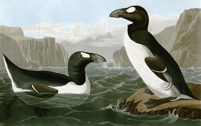 Garfågel av Bird Artist of America. John James Audubon
