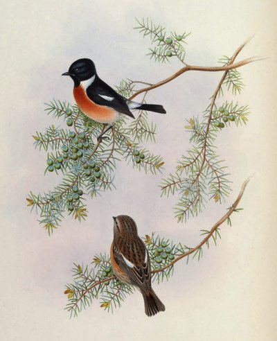 Saxicola maurus indicus, på Juniperus formosana. Från The Birds of Asia (John Gould), volym 4 av BirdsAsiaJohnGoIVGoul_0144.jpg