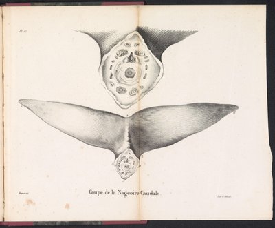 Tvärsnitt av valens stjärtfena, 1827 Coupe de la Nageoire Caudale (titel på objekt) av Bossuet