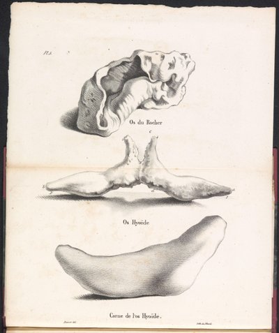 Tre delar av valens hyoidben, 1827 Os du Rocher / Os Hyoid / Corne de l