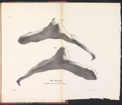 Valens höftben, 1827 Os Pelviens (titel på objekt) av Bossuet