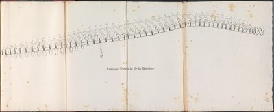 Valens ryggrad, 1827 Colonne Vertébrale de la Baleine (titel på objekt) av Bossuet