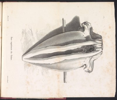 Valskalle, 1827 Face supérieure du Crâne (titel på objekt) av Bossuet