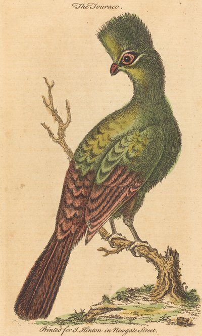 Touraco-fågeln av British 18th Century