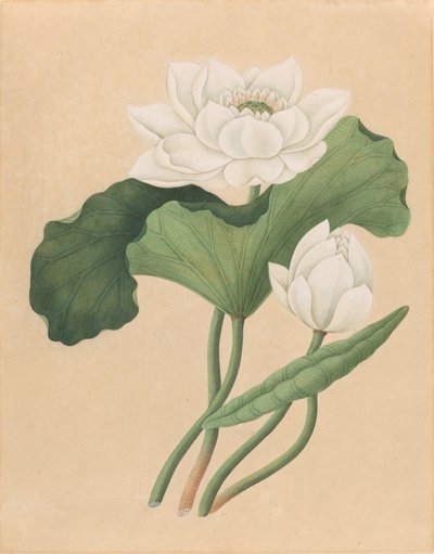 East Indian Lotus (Nelumbo nucifera) av British 19th Century