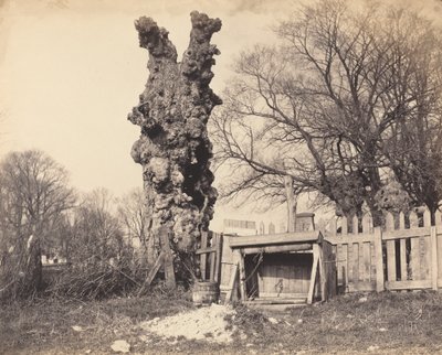 Gammalt träd nära Chatham av British 19th Century