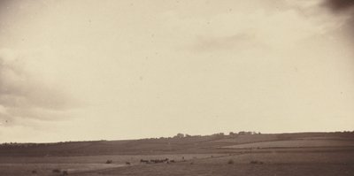 Vy över fält med kor av British 19th Century