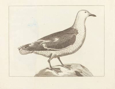 Sjöfågel av British 19th Century