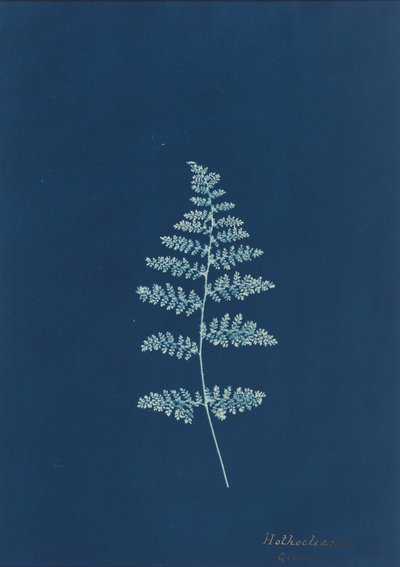 Hothocleana,ca. 1850-talet (foto) av British Photographer
