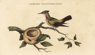 Antilliansk krönkolibri, Orthorhyncus cristatus av British School