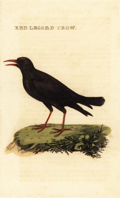 Rödnäbbchough, Pyrrhocorax pyrrhocorax av British School