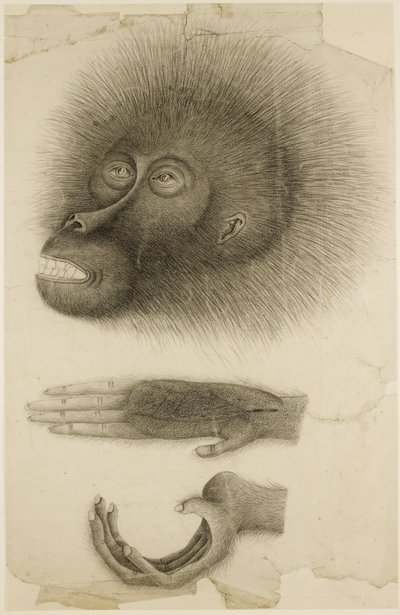Huvudet och händerna på en orangutang, ca 1818-30 (penna och akvarell på papper) av British School
