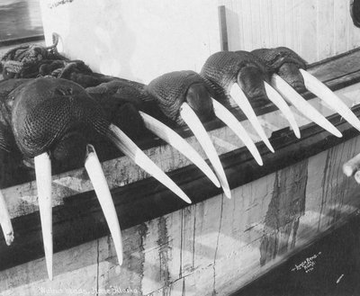Valrossbetar, Nome, Alaska, ca 1931 (foto) av Brothers Lomen