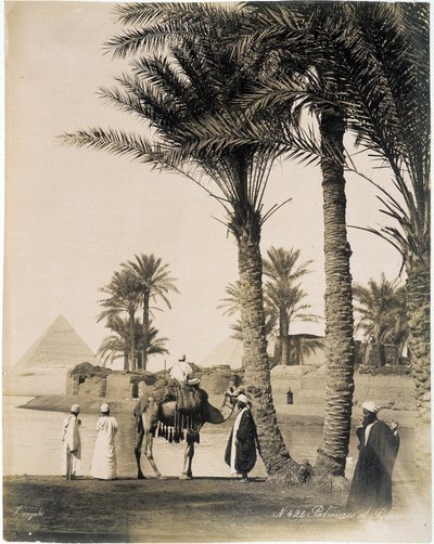 Palmlund vid foten av pyramiderna i Egypten - fotografi av bröderna Zangali, sent 1800-tal av Brothers Zangaki