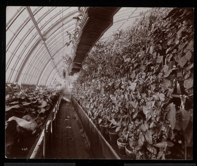 Orkidéer i ett växthus på Helen Gould-gården (sen Jay Goulds bostad) i Tarrytown, New York, 1894 (silvergelatintryck) av Byron Company