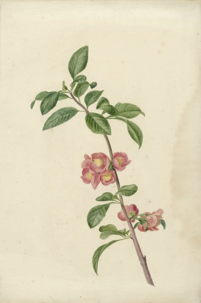Blommande gren japanska körsbär av C.J. Kruimel