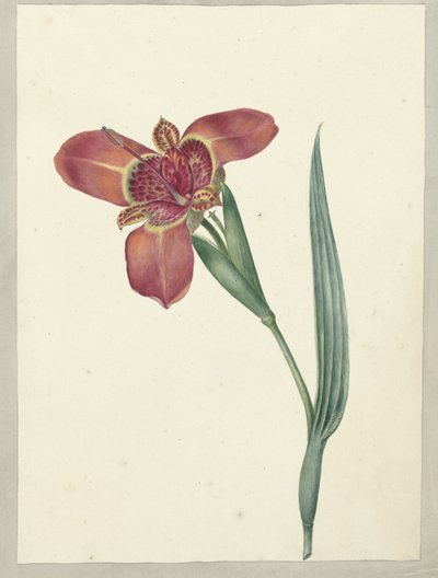 Blomma som heter Ferraria Tigrina av C.J. Kruimel