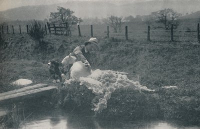 Fårklippning, 1910 av C. Reid