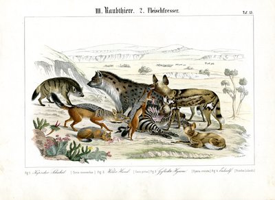 Afrikanska köttätare på jakt av C. Roth