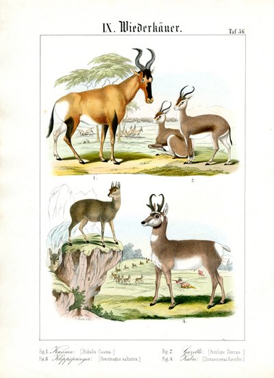 Afrikanska idisslare på savannen av C. Roth