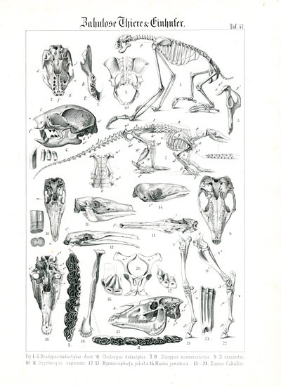 Anatomisk illustration av edentater och hästdjur av C. Roth