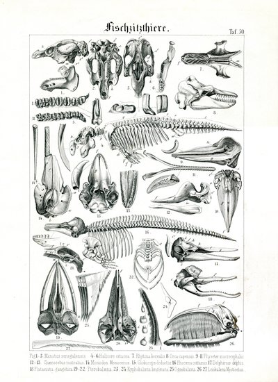 Anatomisk illustration av marina däggdjur av C. Roth