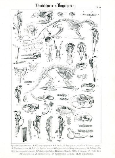 Anatomisk illustration av pungdjur och gnagare av C. Roth