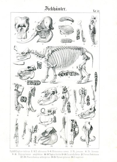 Anatomisk illustration av tjockhudingar av C. Roth