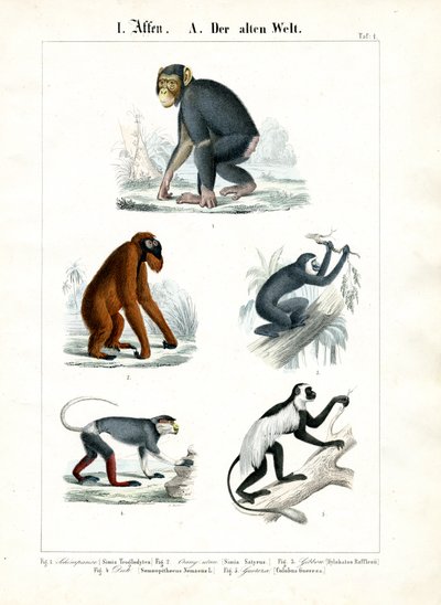 Apor i den gamla världen av C. Roth