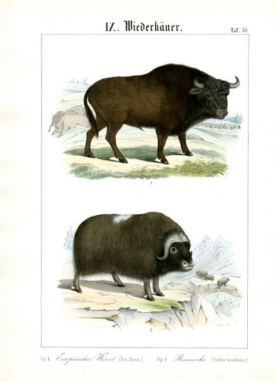 Europeisk bisonoxe och myskoxe av C. Roth