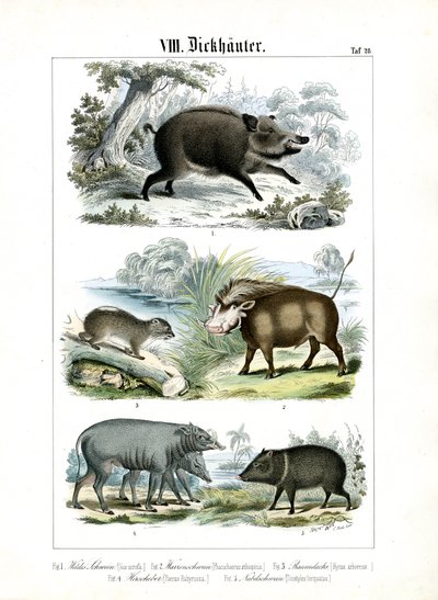 Fem arter av grisar och deras släktingar av C. Roth