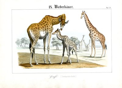 Giraffer på den afrikanska savannen av C. Roth