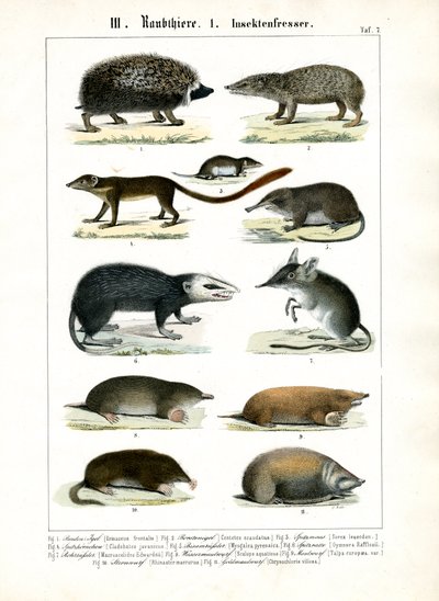 Insektsätande däggdjur av C. Roth