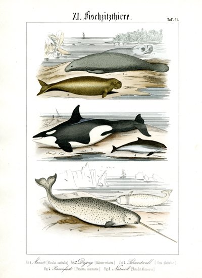 Marina däggdjur och deras anatomiska särdrag av C. Roth