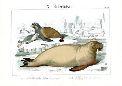 Marina däggdjur i polarområdena av C. Roth