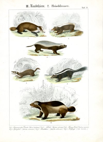 Mustelid köttätare av C. Roth