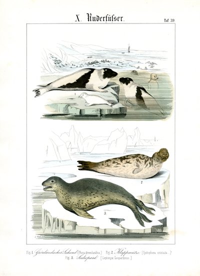 Sälar i arktiska vatten av C. Roth