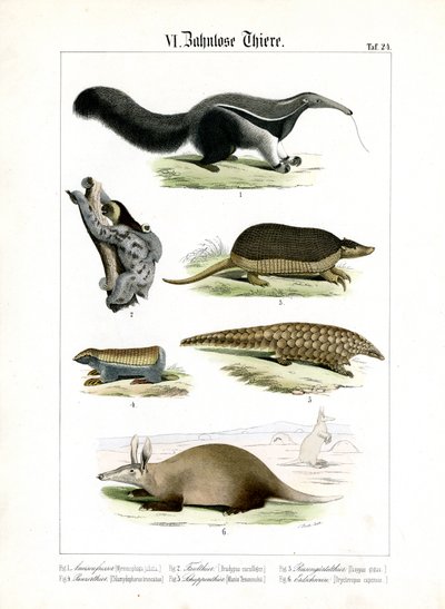 Tandlösa djur: Myrslok, sengångare och bältdjur av C. Roth