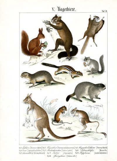 Olika arter av gnagare från Europa och Amerika av C. Roth
