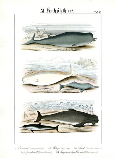 Valar och delfiner i deras marina livsmiljöer av C. Roth