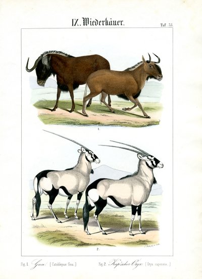 Gnu och gemsbok av C. Roth