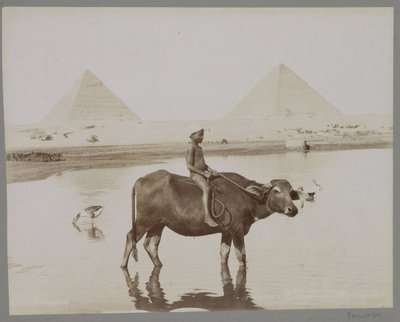 Pojke på en buffel med två pyramider i Egypten i bakgrunden Beufe et Pyramides (titel på objekt) av C. and G. Zangaki