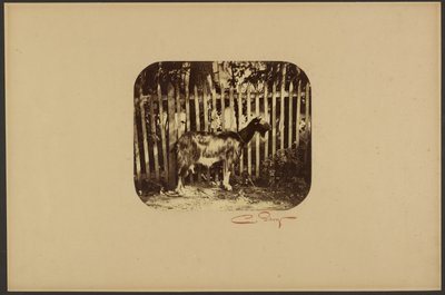 [Get] av Camille Silvy