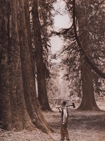 Douglasgranar, British Columbia, Kanada (svartvitt foto) av Canadian Photographer