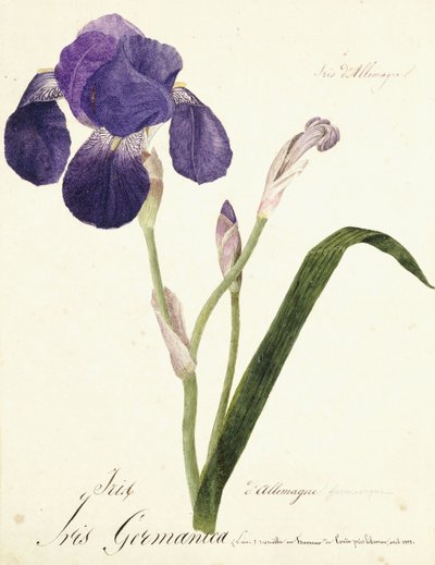 tyska Iris Iris Germanicus, ca. 1815-1851 av Capitaine Pelletier
